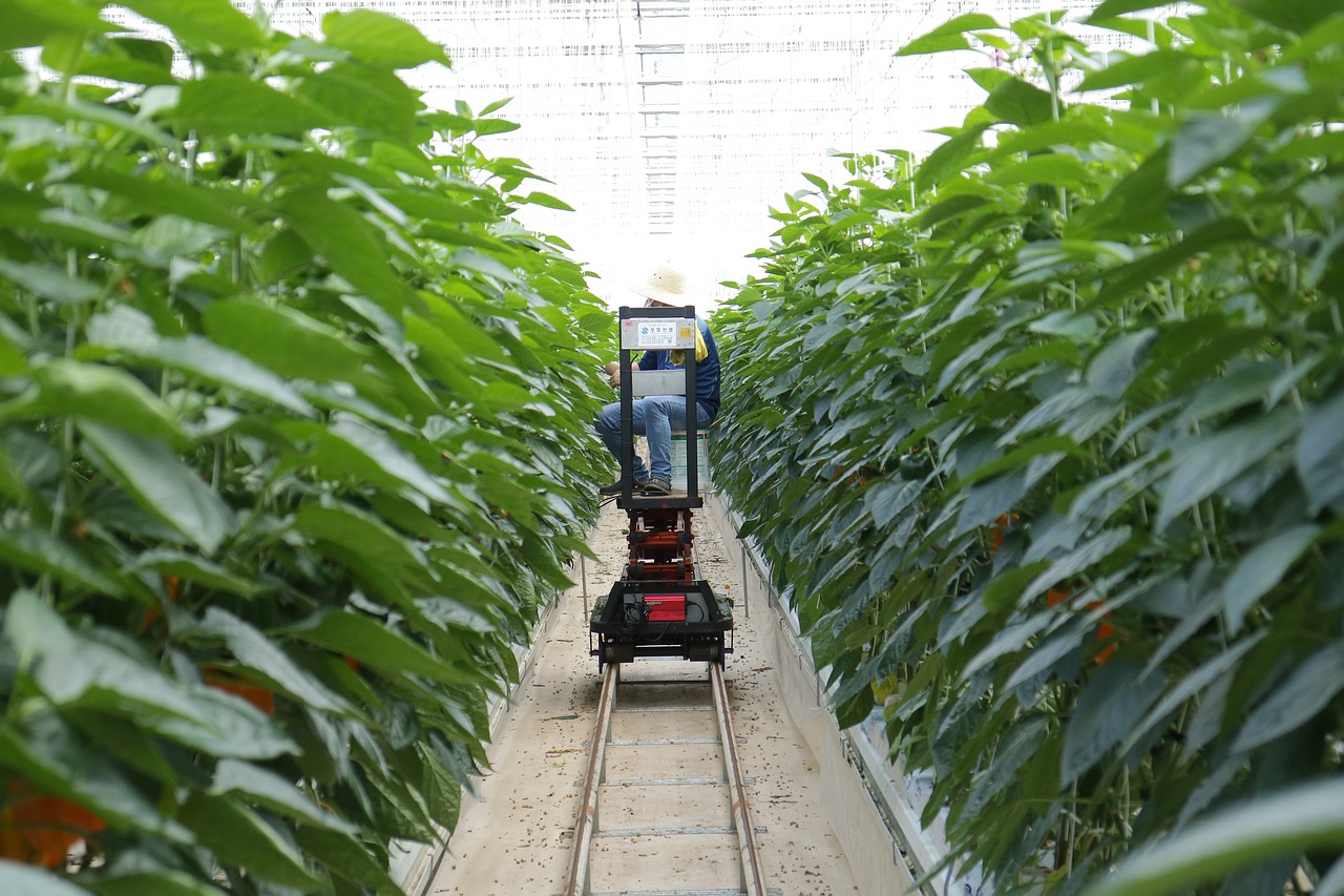 红薯种植最新技术及其应用前景展望